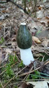 Pat 11 Wie kent deze